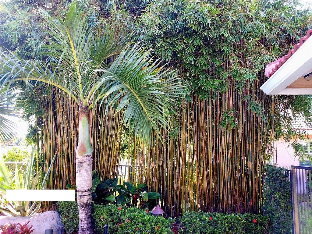 Landscaping is unique like this rare bamboo.