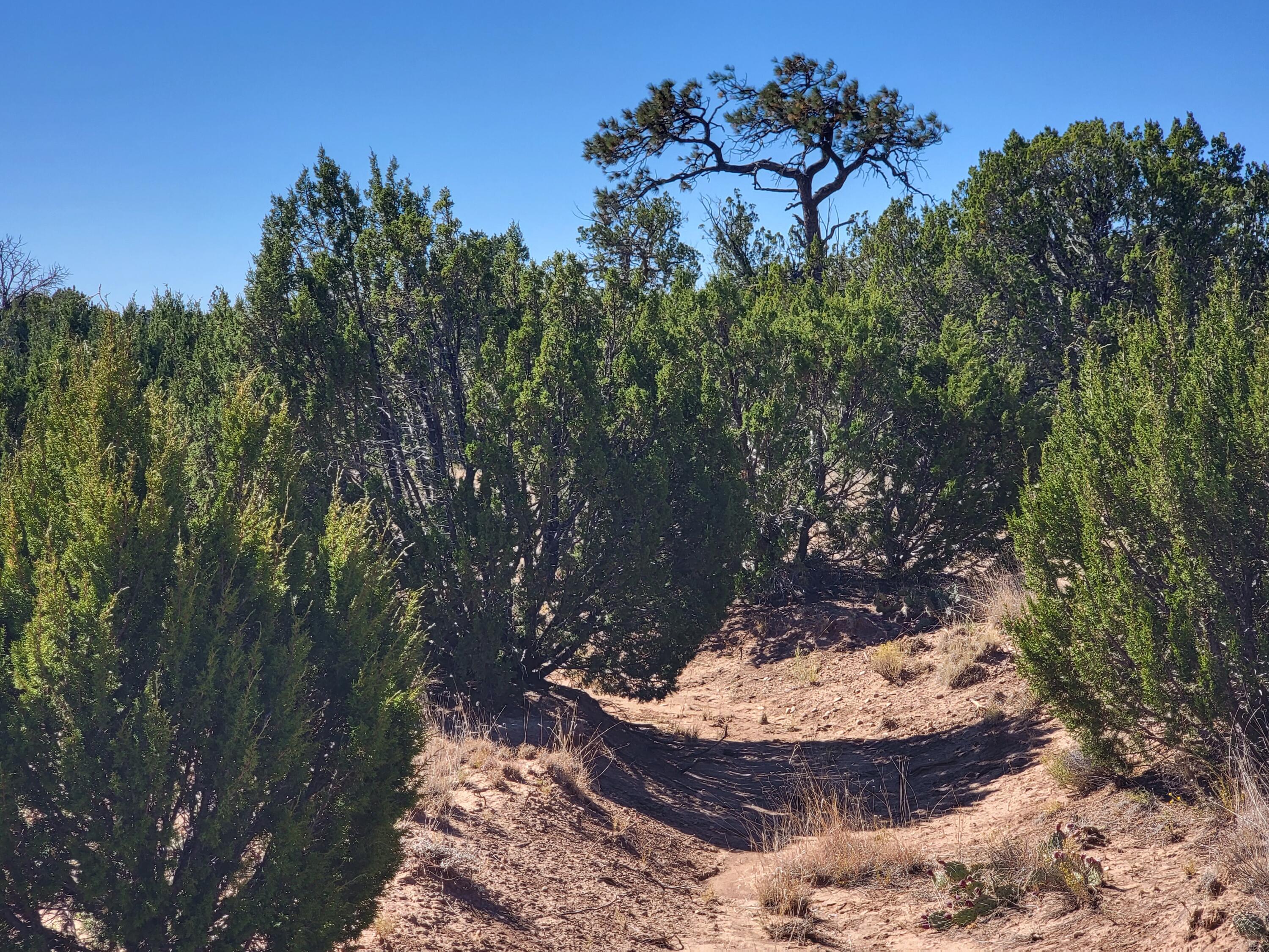 Homes for sale in Edgewood, NM | 32 Camino Monte Azul, Edgewood, NM 87015 | MLS# 1055026