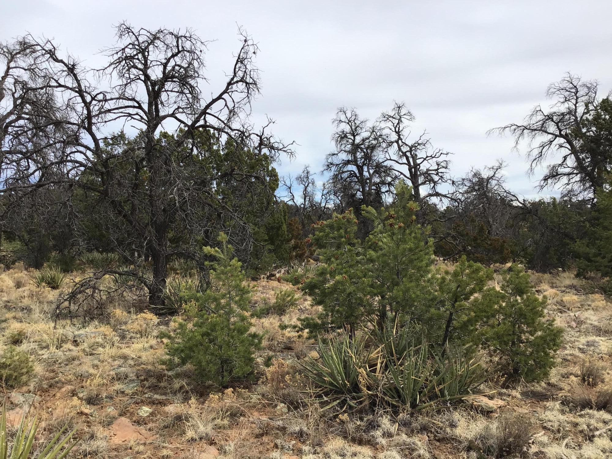 3rd image of Lot 585 Betty Ln, Ramah, NM 87321 | MLS# 1057516