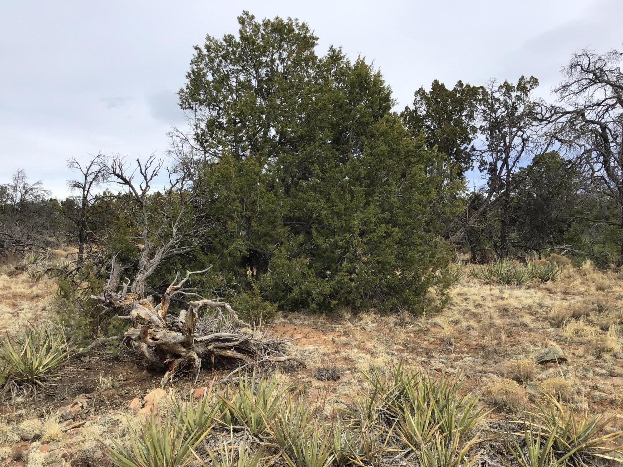 4th image of Lot 585 Betty Ln, Ramah, NM 87321 | MLS# 1057516