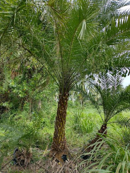 Homes for sale in Loxahatchee Groves, FL | 1100 D Road #(5 Acres), Loxahatchee Groves, FL 33470 | MLS# R10963681