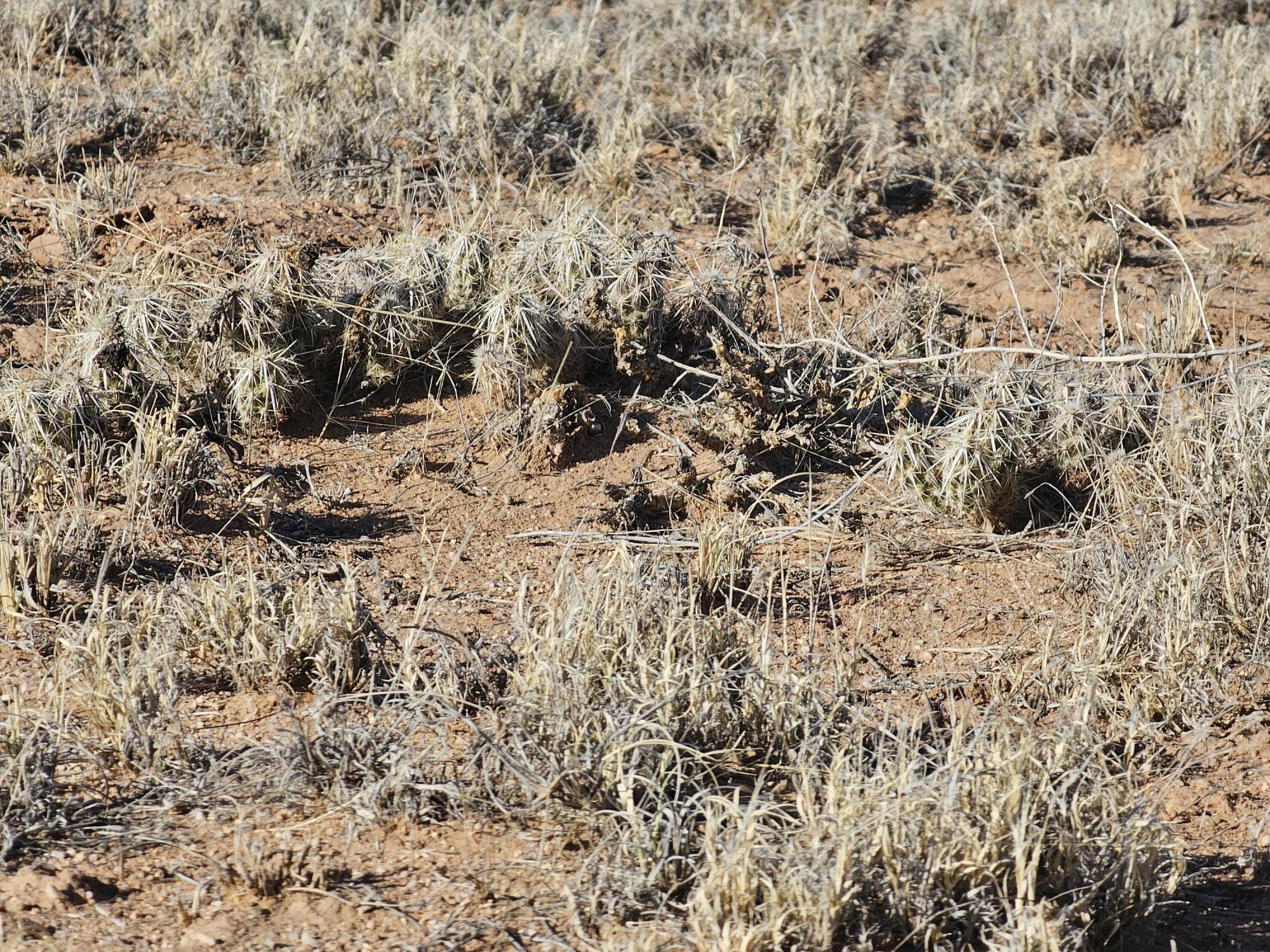 Homes for sale in Bernardo, NM | Vl Rio Grande Estates L13 Blk 314 #7, Bernardo, NM 87006 | MLS# 1058175