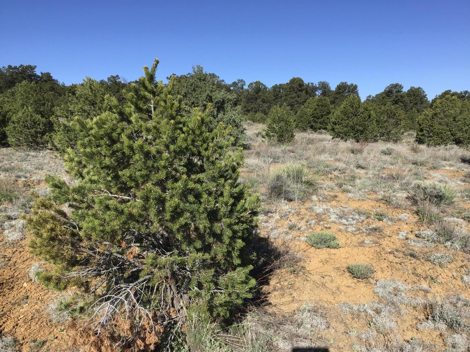 Homes for sale in Ramah, NM | Lot 11 Pinecrest Rd, Ramah, NM 87321 | MLS# 1058469