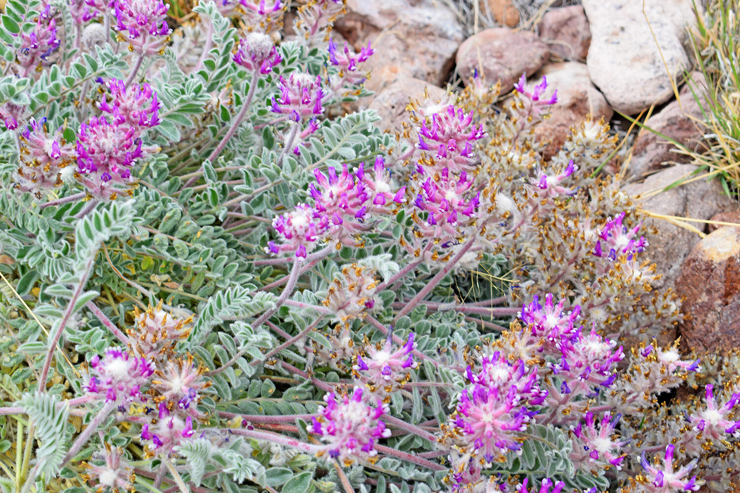 Homes for sale in San Antonio, NM | Lot 39 Sunset Vista Rd, San Antonio, NM 87832 | MLS# 1058715