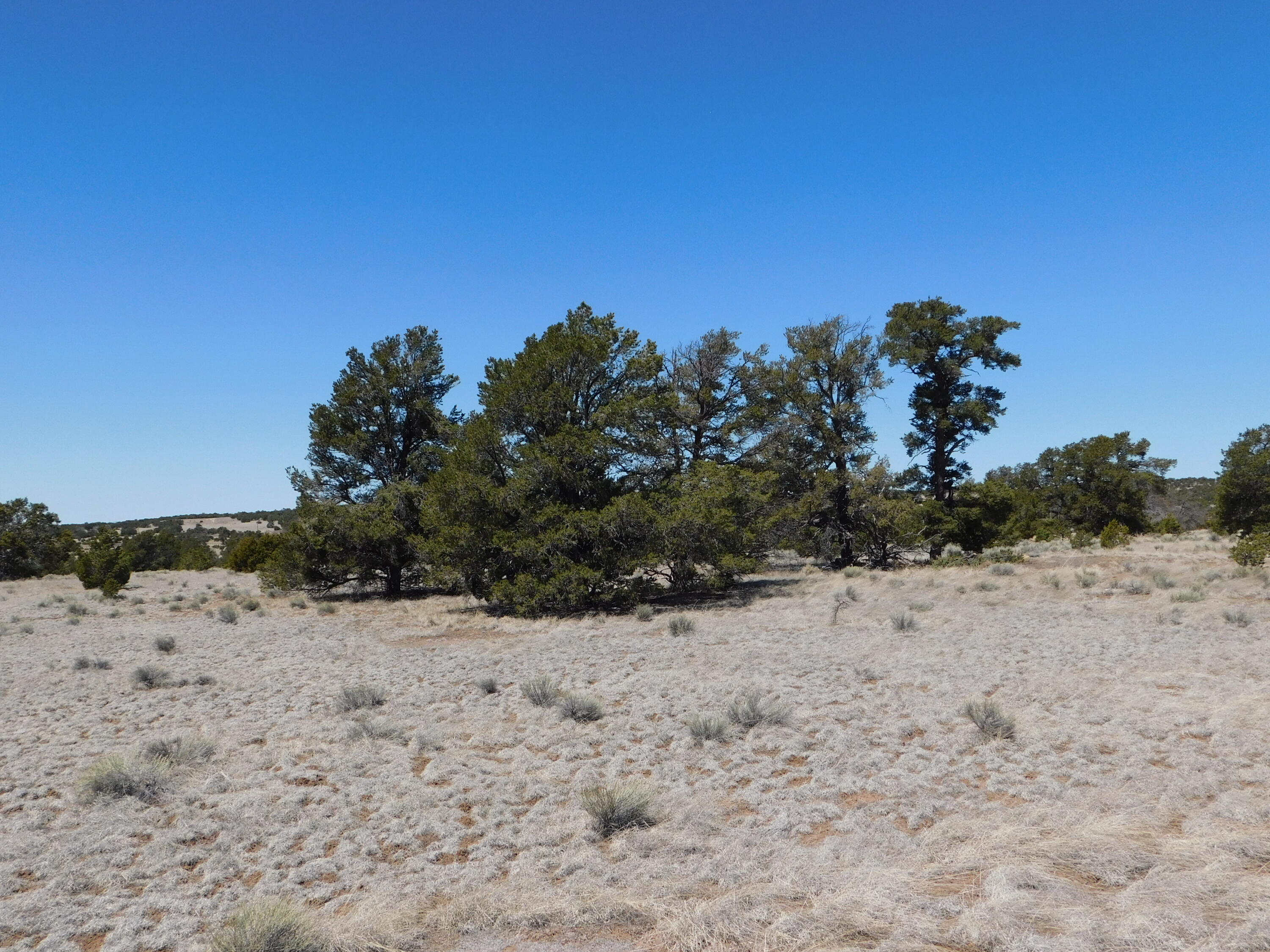 Homes for sale in Quemado, NM | Lot 5 Golden Horeshoe Trail, Quemado, NM 87829 | MLS# 1060265