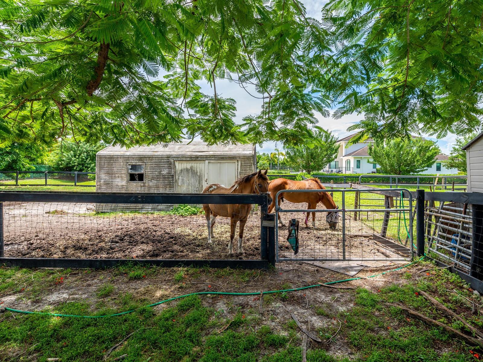 PADDOCK WITH STORAGE SHED