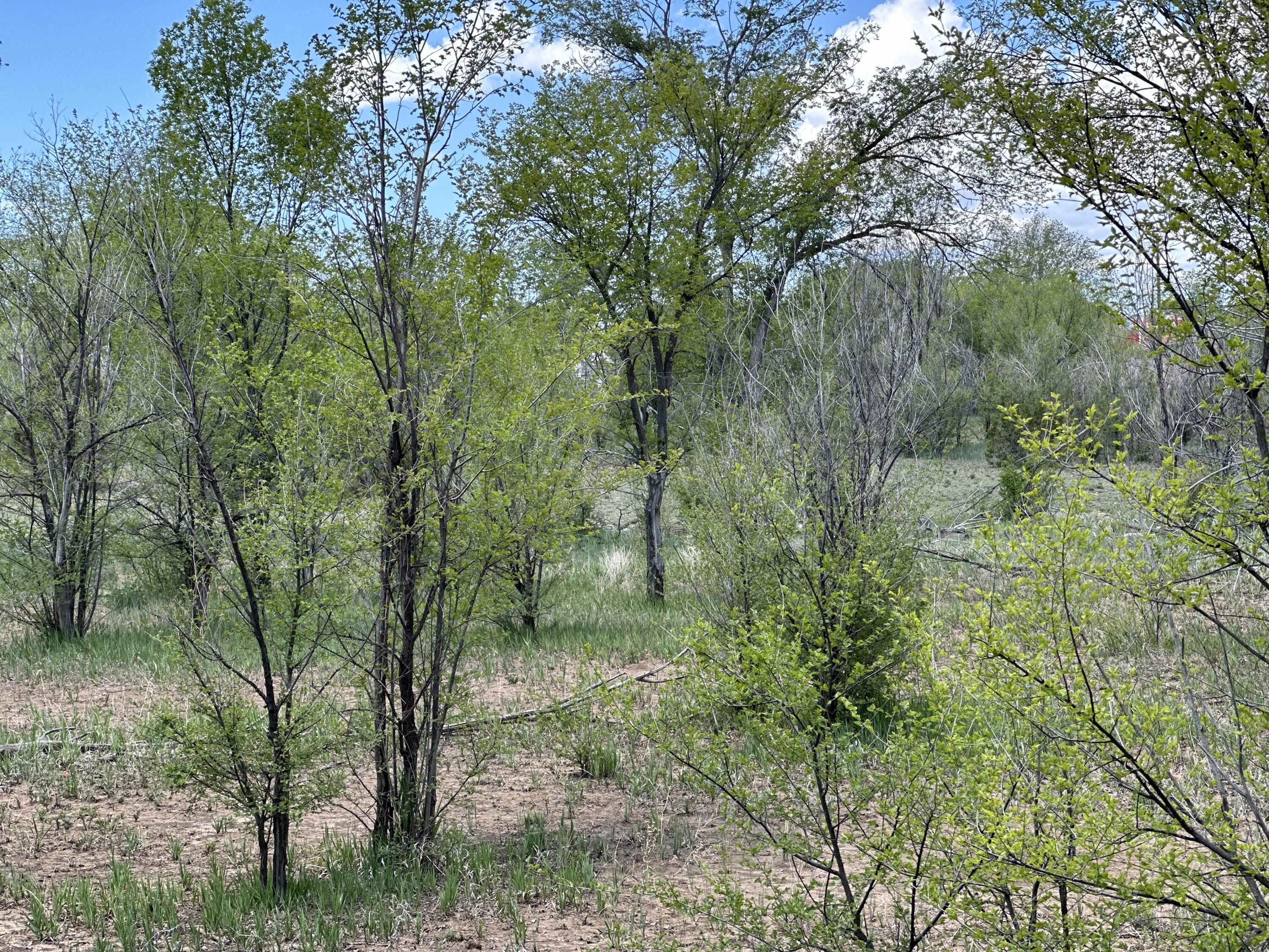 Homes for sale in Las Vegas, NM | 412 S Grand Ave, Las Vegas, NM 87701 | MLS# 1063322