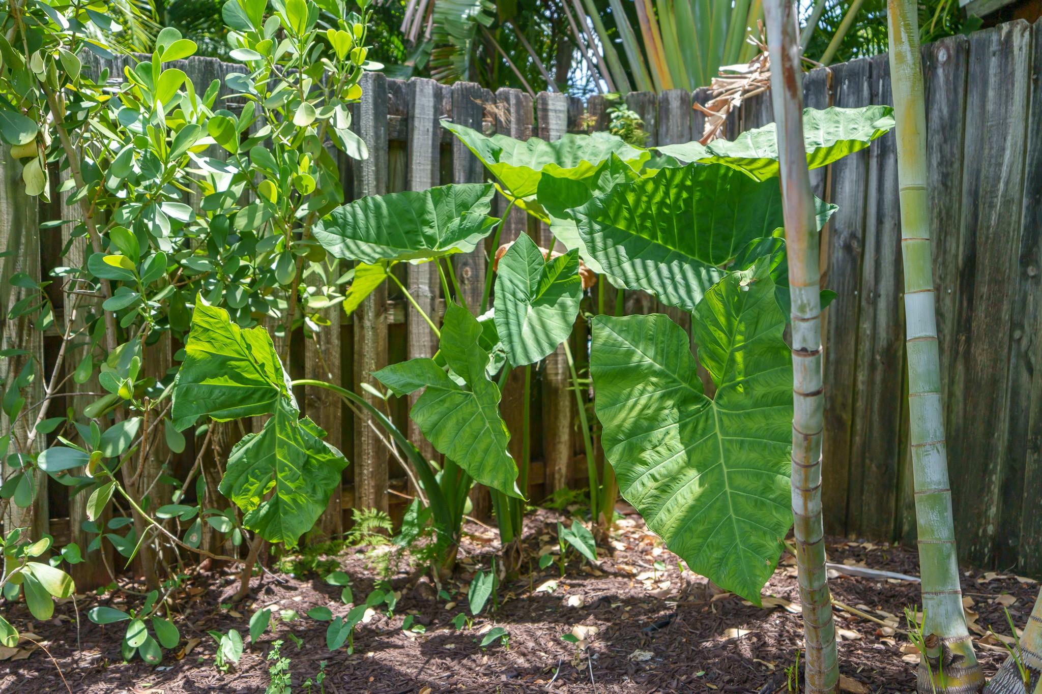 Wonderful gardening options on this large lot
