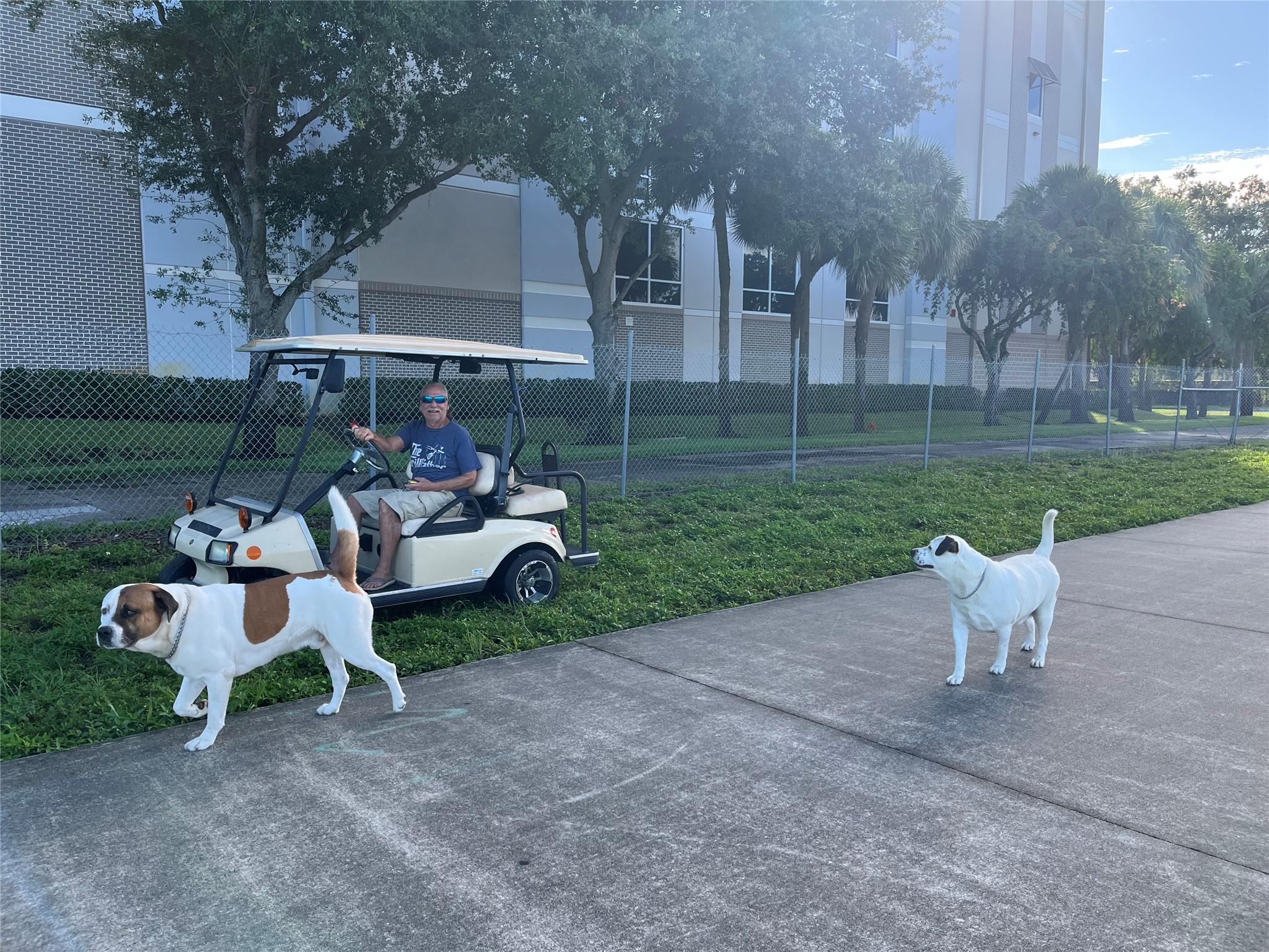 Dogs enjoying 84 greenway