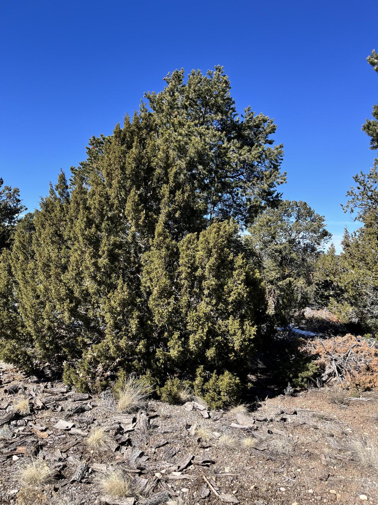 Homes for sale in Glorieta, NM | Glorieta, Glorieta, NM 87535 | MLS# 1066146