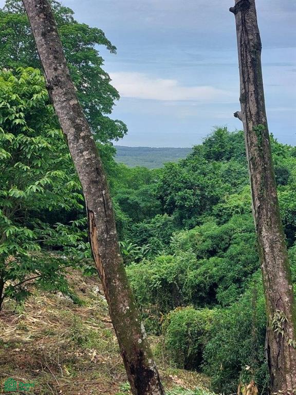 0 bed Land For Sale in Osa, Puntarenas - 1