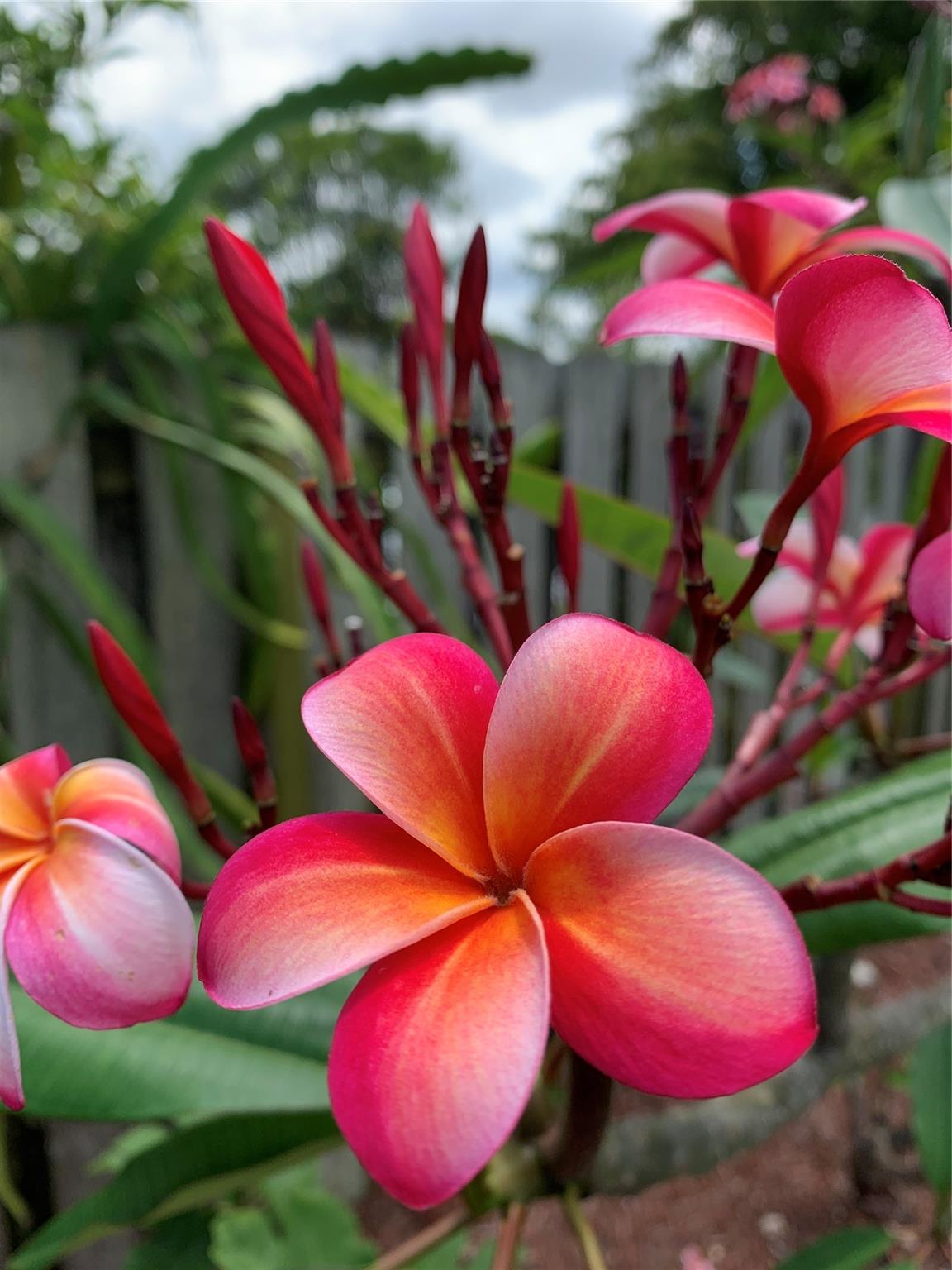 Frangipani