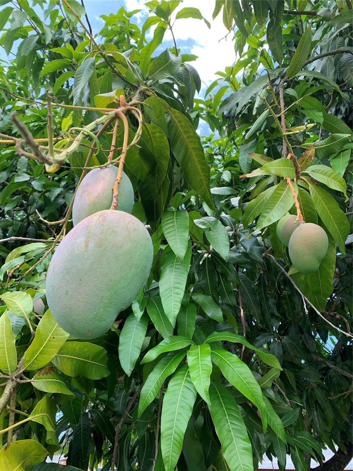 Mangoes