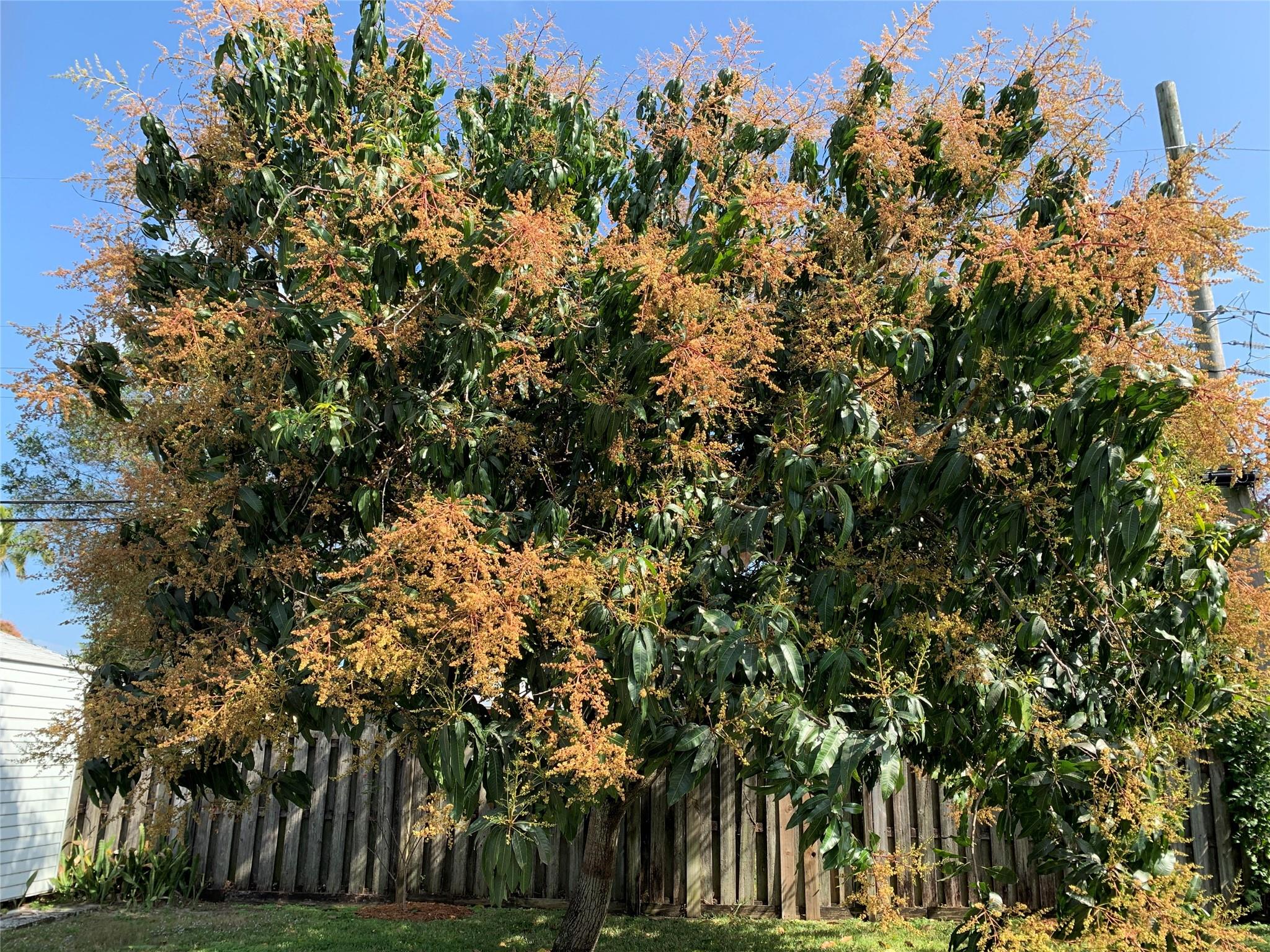 Mango tree in bloom