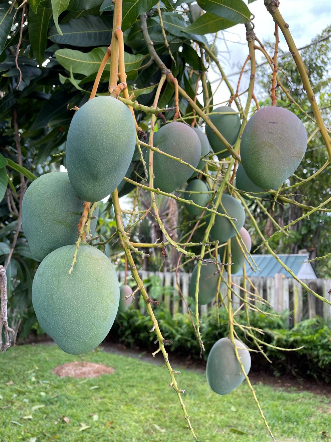 Lovely mangoes