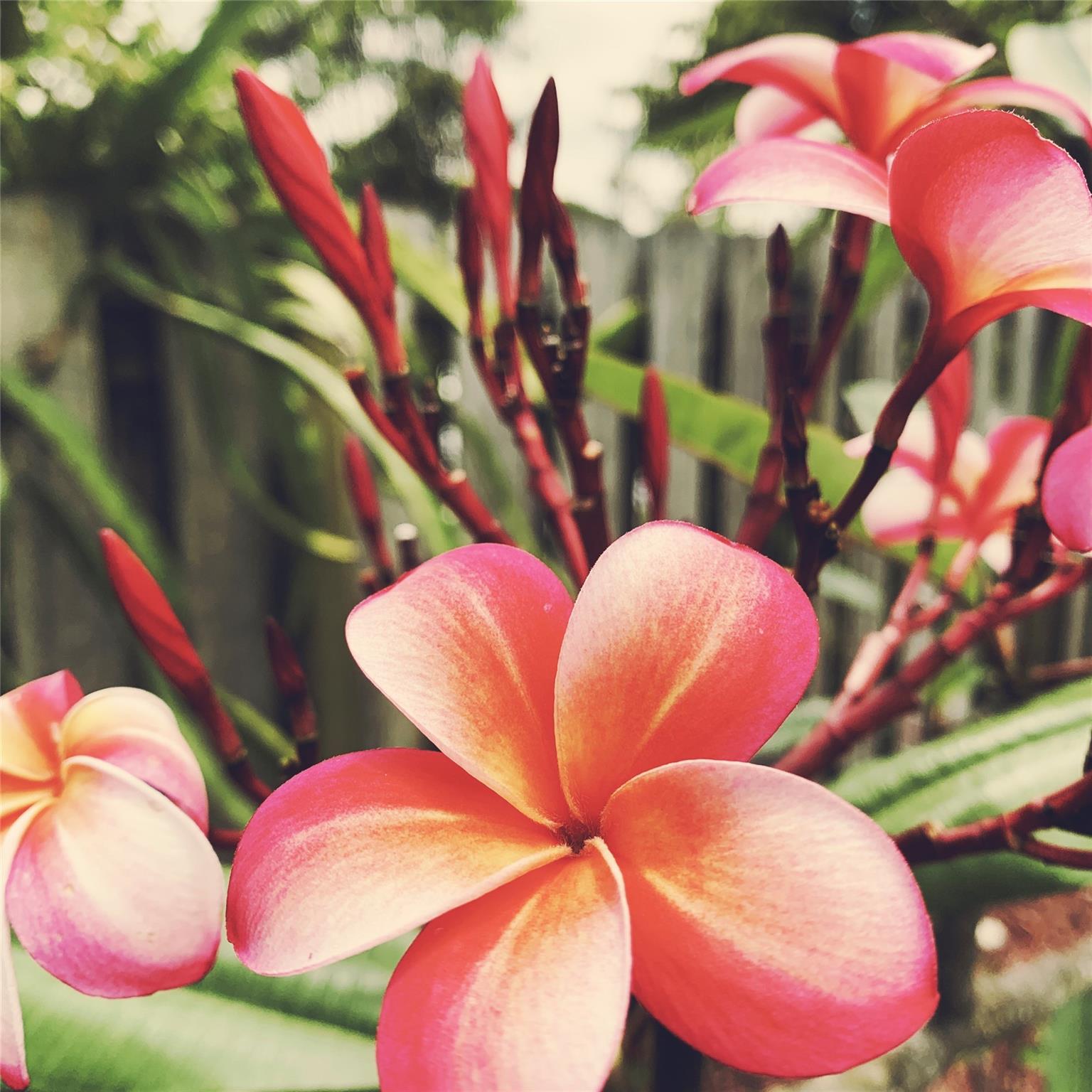 Frangipani