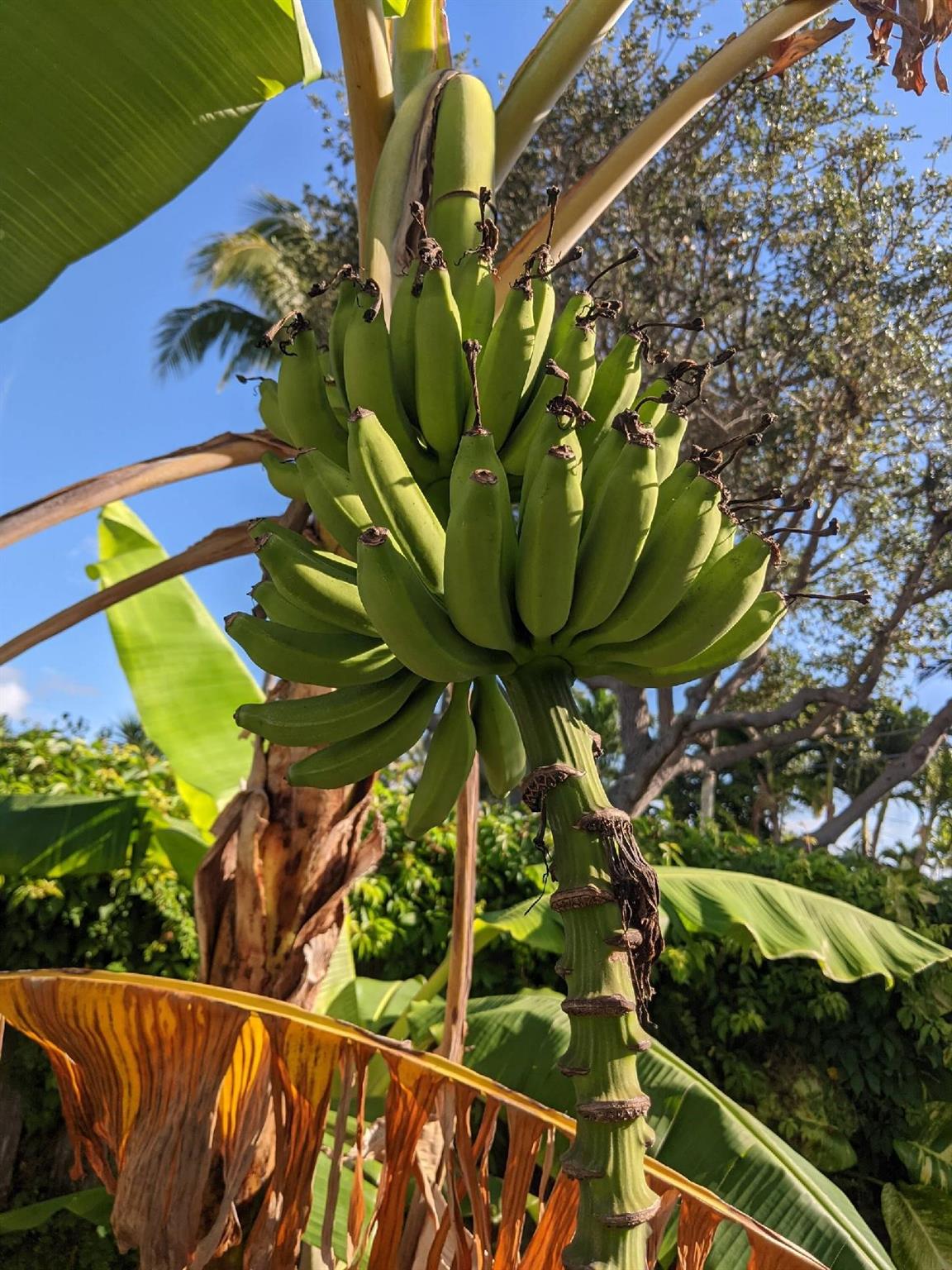 Bananas