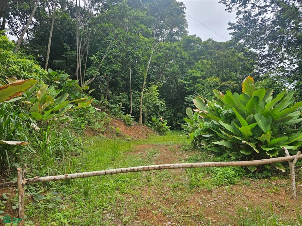 0 bed Land For Sale in Osa, Puntarenas - 1