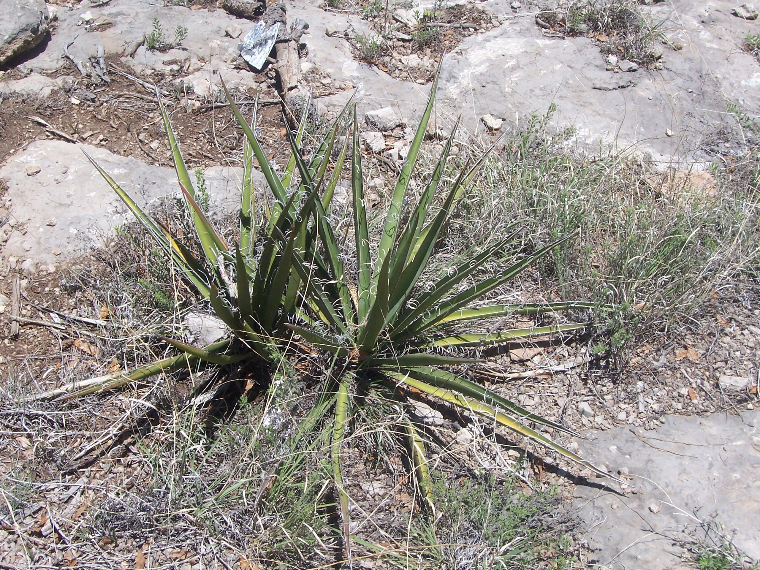 Homes for sale in Pecos, NM | County Rd B 52, Pecos, NM 87552 | MLS# 1068021