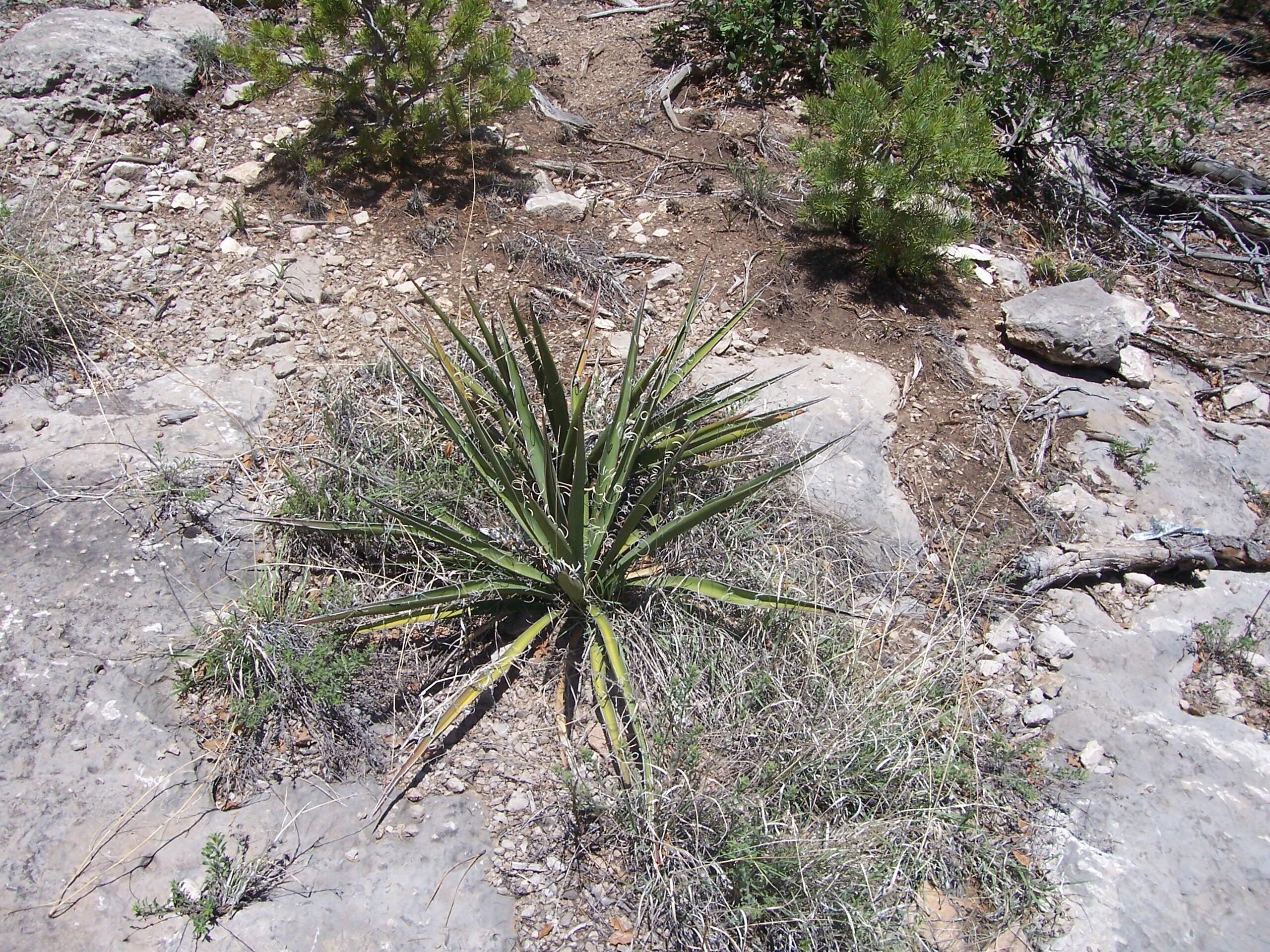 Homes for sale in Pecos, NM | County Rd B-52, Pecos, NM 87552 | MLS# 1068021