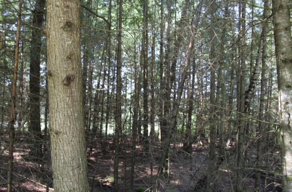 Crane Lake Property Lot 4 Forest Ln Photo 10