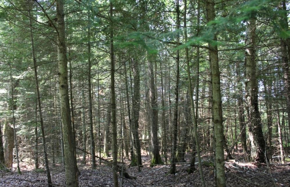 Crane Lake Property Lot 4 Forest Ln Photo 11