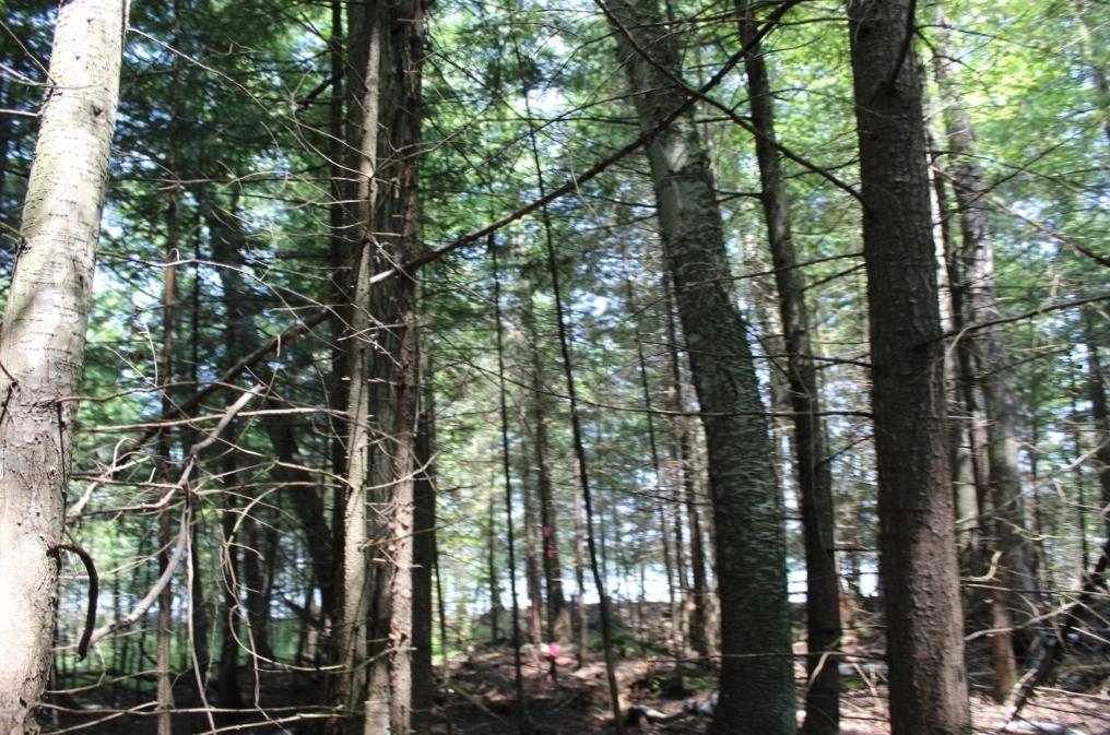 Crane Lake Property Lot 4 Forest Ln Photo 12