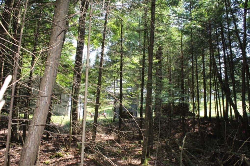 Crane Lake Property Lot 4 Forest Ln Photo 13