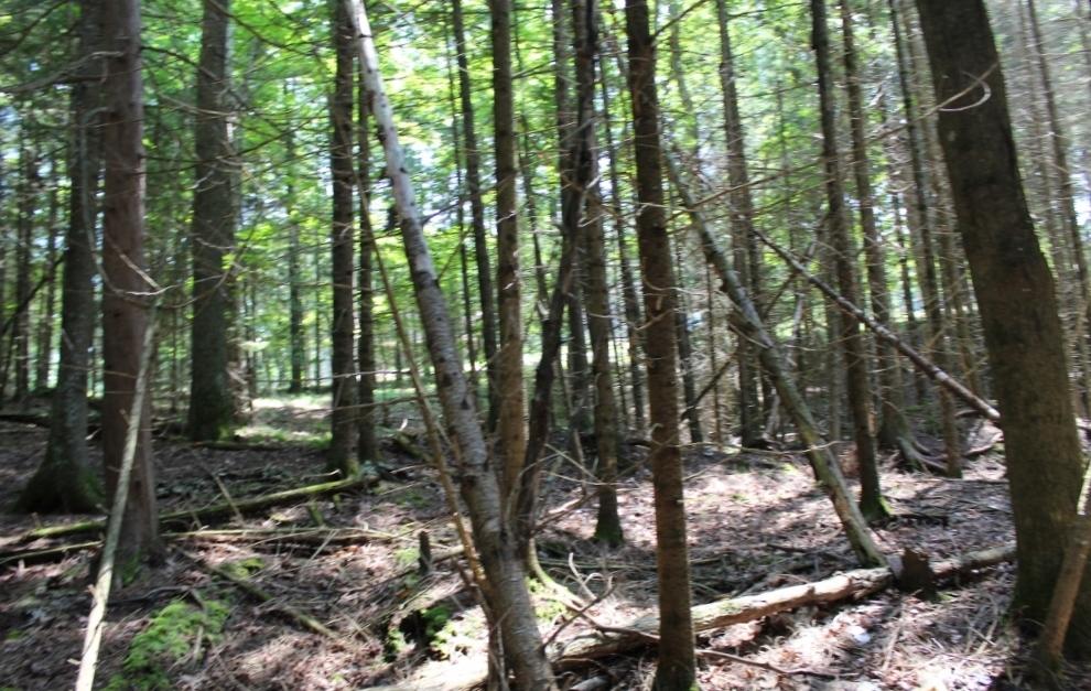 Crane Lake Property Lot 4 Forest Ln Photo 14