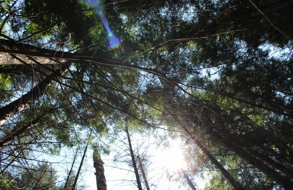 Crane Lake Property Lot 4 Forest Ln Photo 15