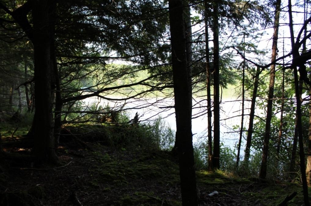 Crane Lake Property Lot 4 Forest Ln Photo 16