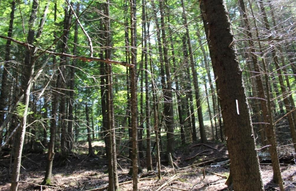 Crane Lake Property Lot 4 Forest Ln Photo 17