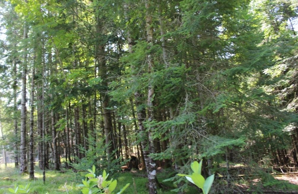 Crane Lake Property Lot 4 Forest Ln Photo 7
