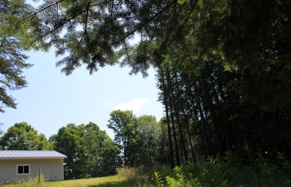 Crane Lake Property Lot 4 Forest Ln Photo 8