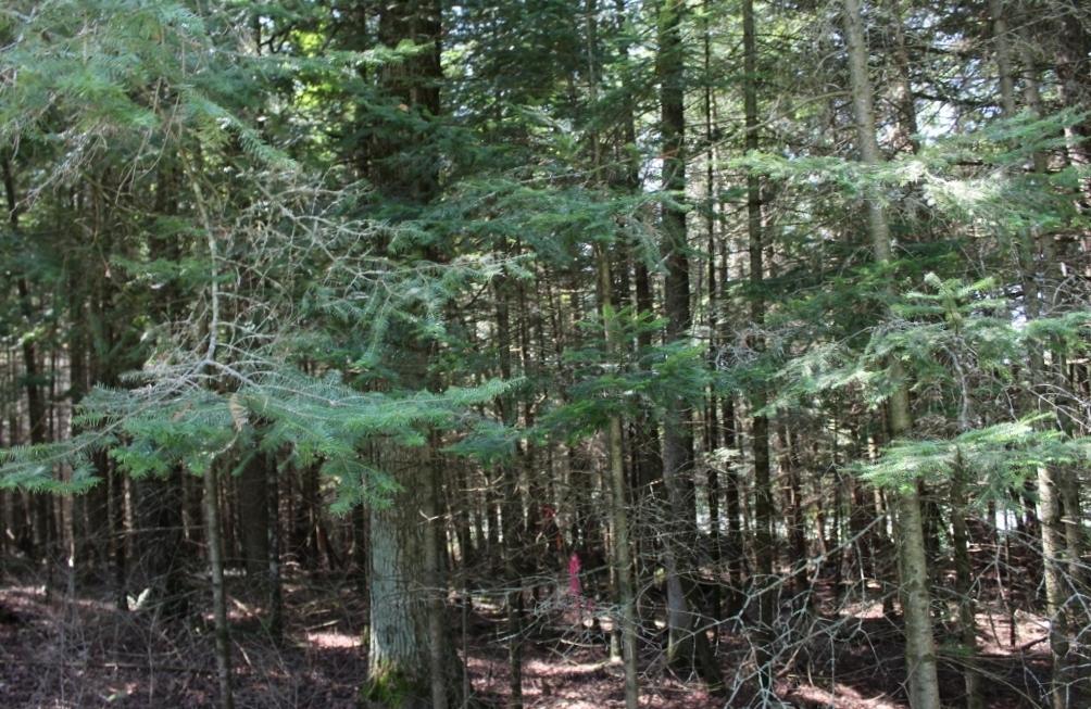 Crane Lake Property Lot 4 Forest Ln Photo 9