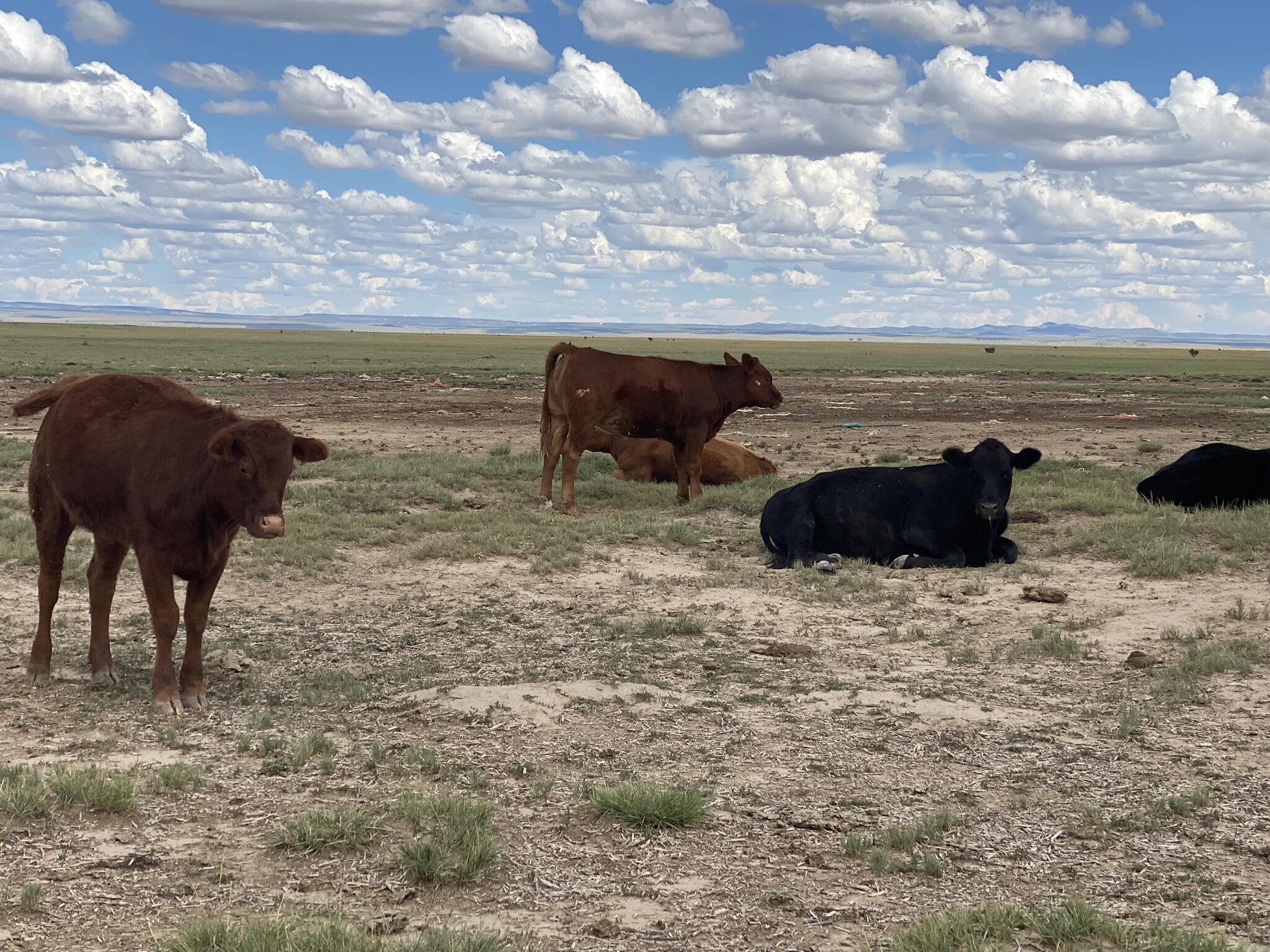 Homes for sale in Estancia, NM | E Howell Rd, Estancia, NM 87016 | MLS# 1068363