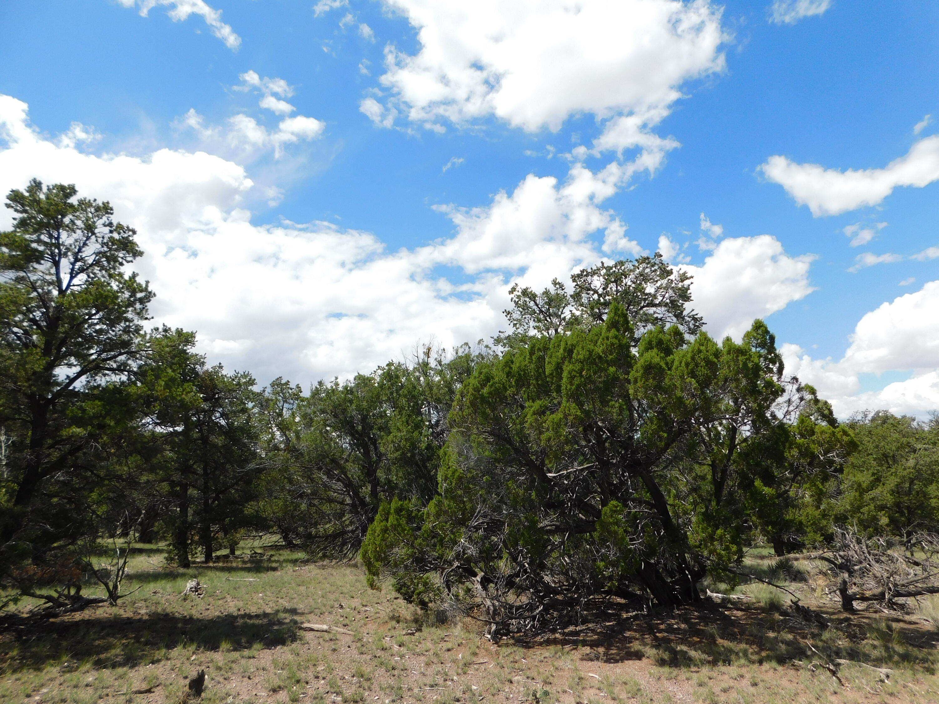 Homes for sale in Quemado, NM | 13 Canyon Creek Rd, Quemado, NM 87829 | MLS# 1069502