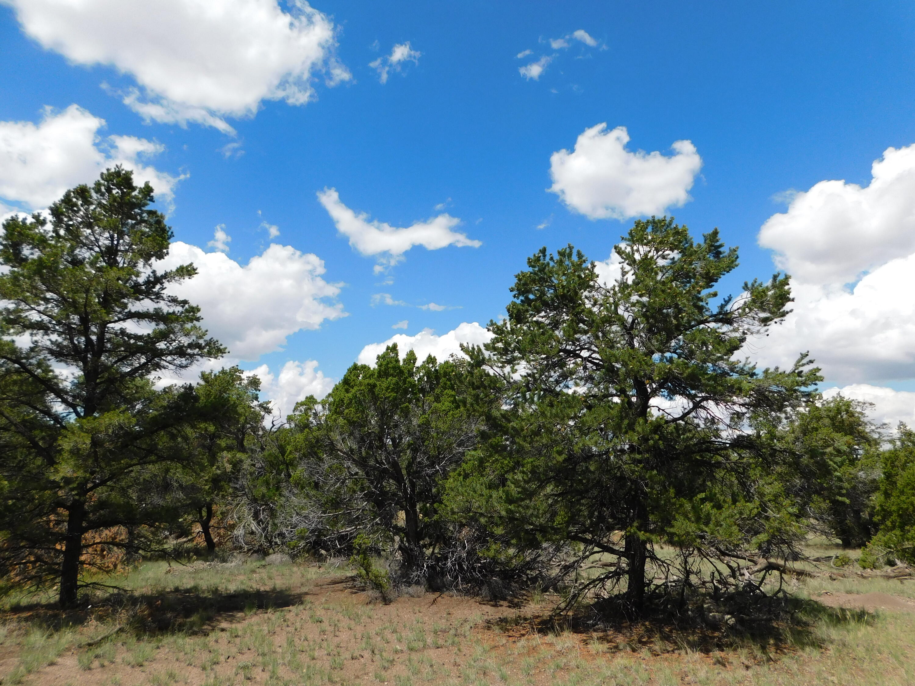 Homes for sale in Quemado, NM | 13 Canyon Creek Rd, Quemado, NM 87829 | MLS# 1069502