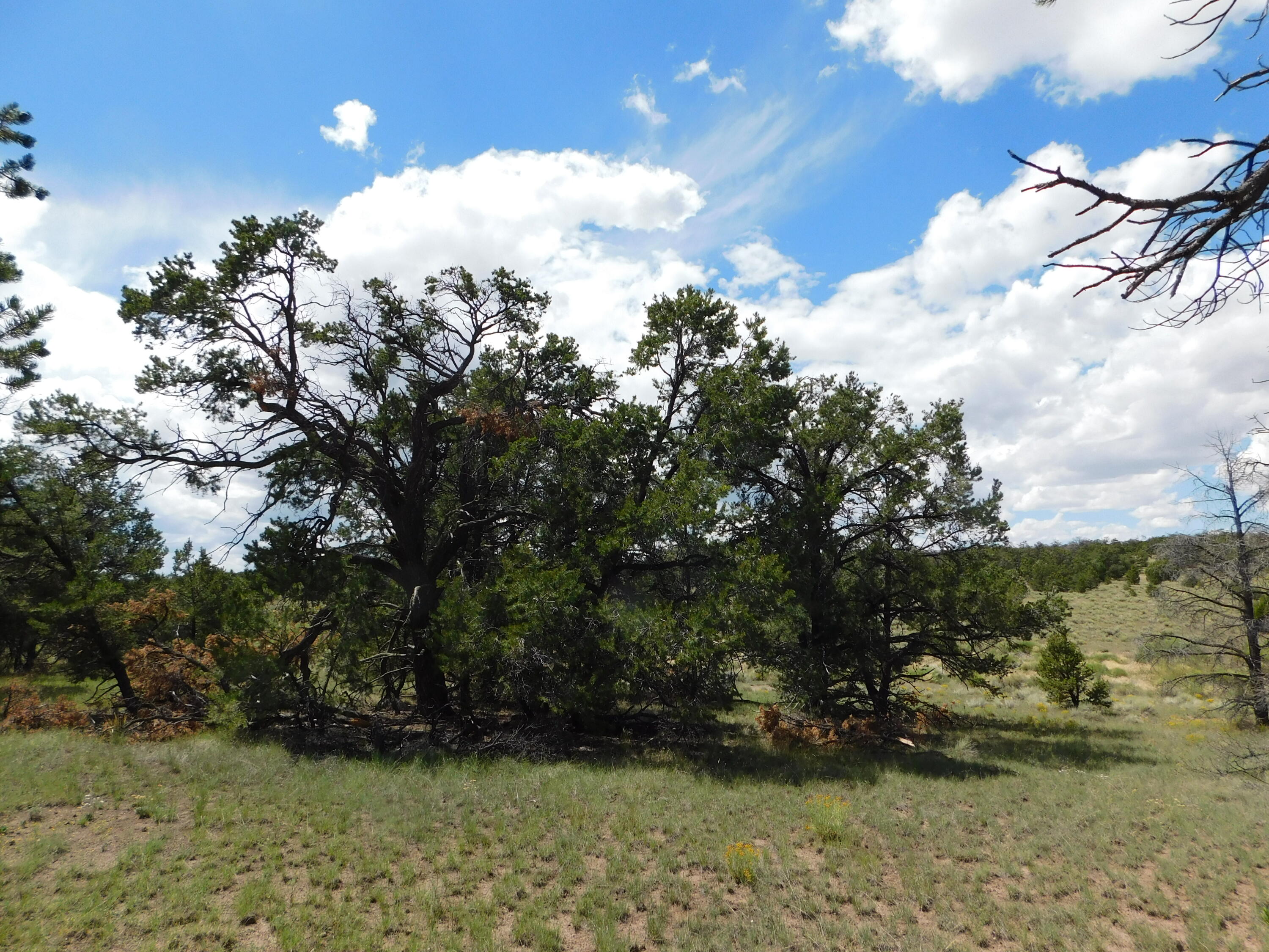 Homes for sale in Quemado, NM | 13 Canyon Creek Rd, Quemado, NM 87829 | MLS# 1069502