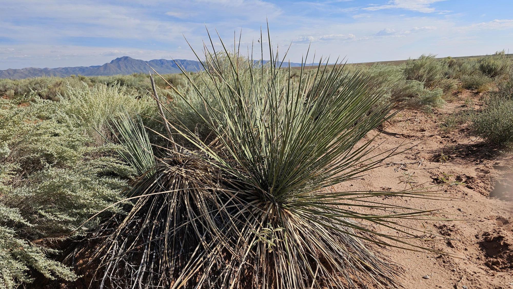 Photo 13 — Vl Tierra Grande Lot 17 Block 16 10
