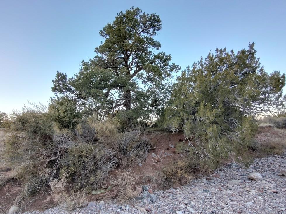 Homes for sale in Mountainair, NM | Road Runner Road, Mountainair, NM 87036 | MLS# 1074136