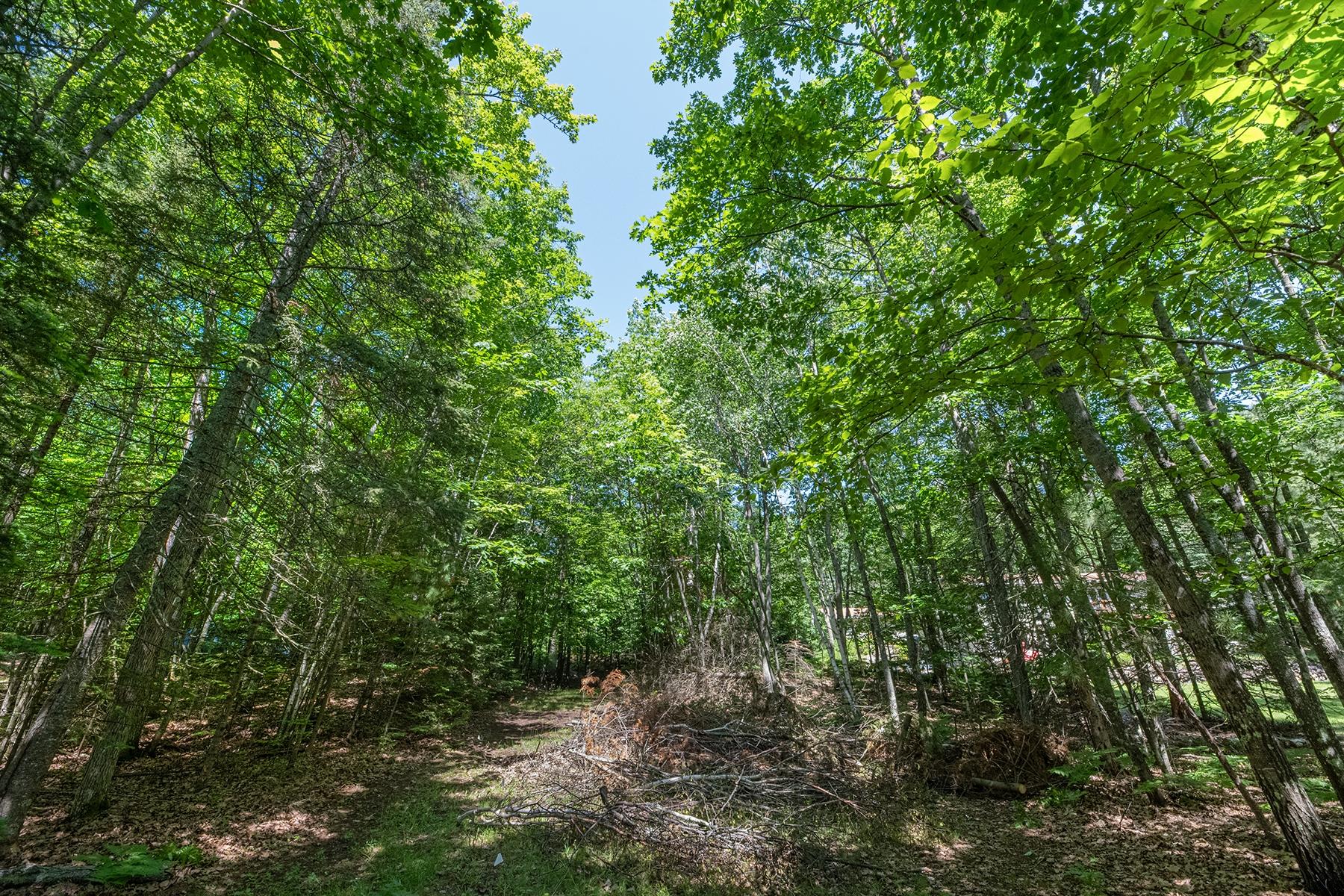 Deerskin Lake Property Off Shangri La Rd Photo 17