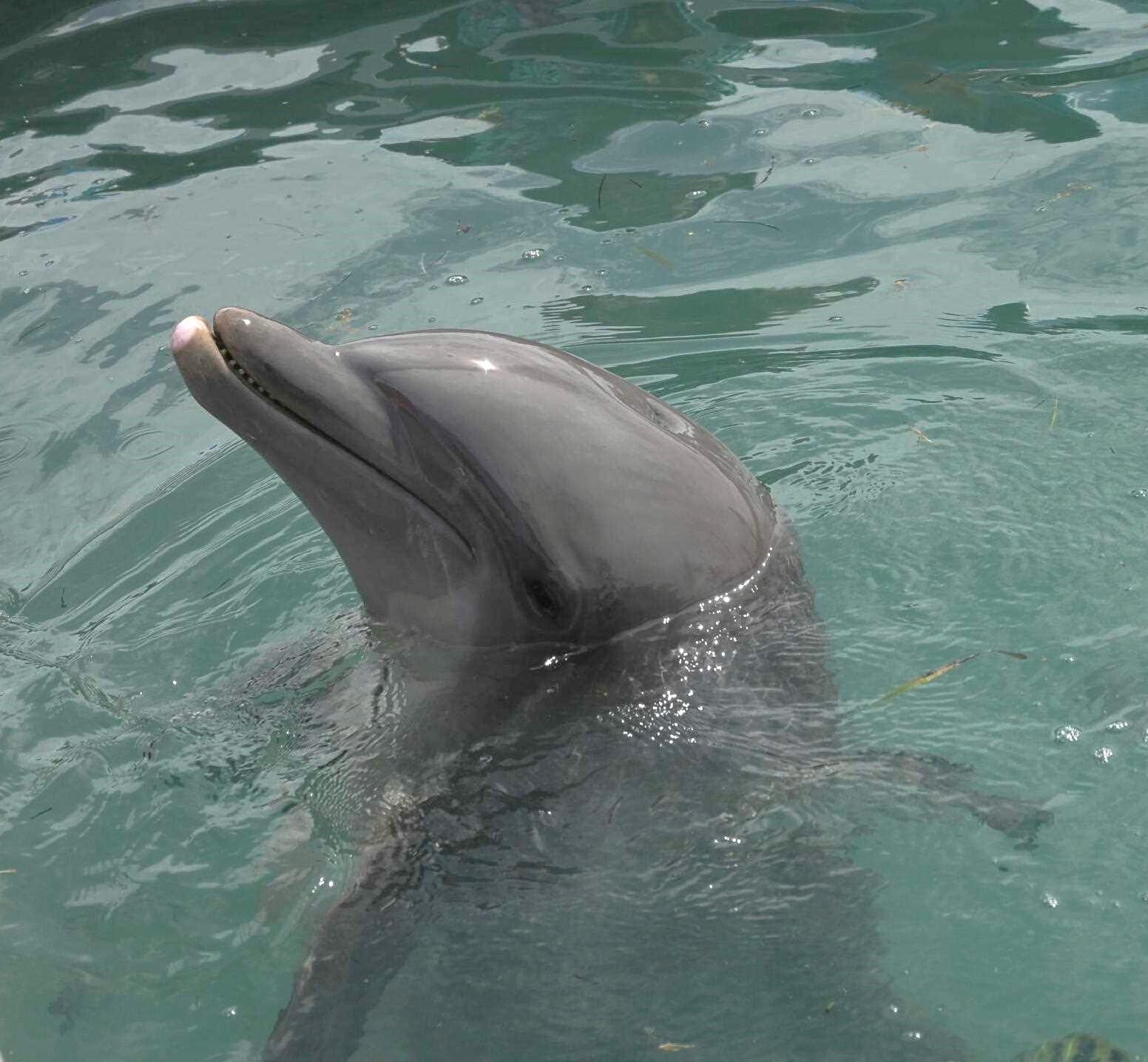 Homes for sale in Duck Key, FL | 7073 Hawks Cay Boulevard, Duck Key, FL 33050 | MLS# R11058634