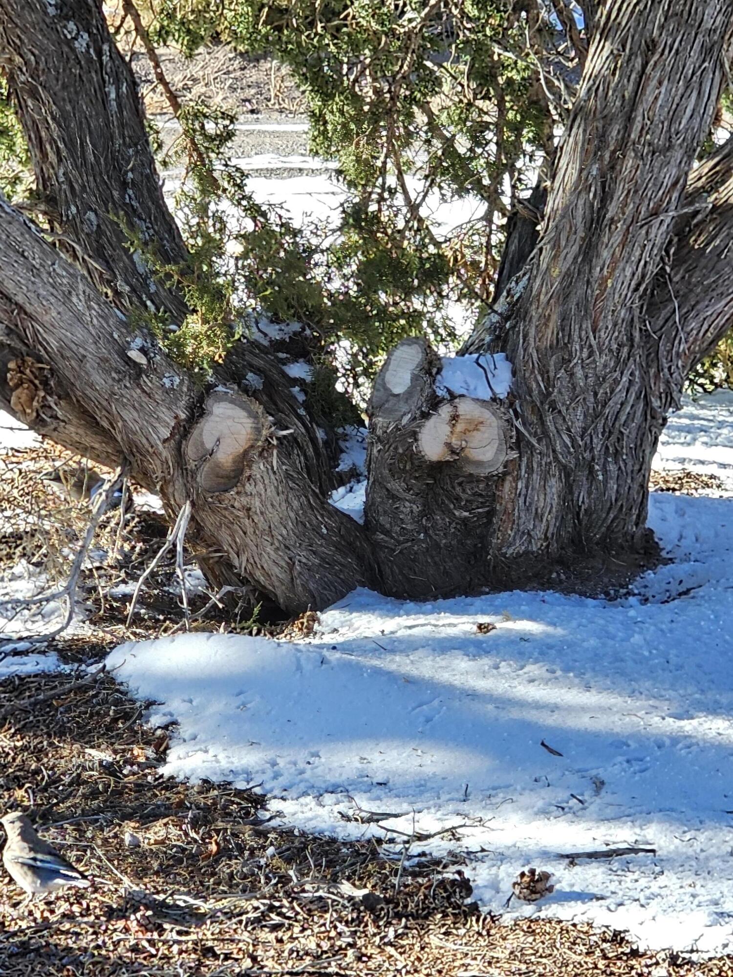 Homes for sale in Pie Town, NM | 50 Hwy 60, Pie Town, NM 87827 | MLS# 1079135