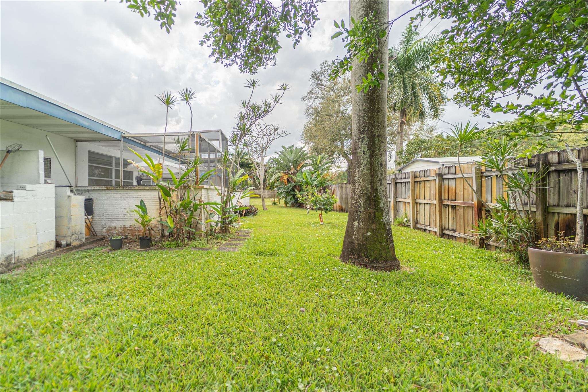 Mature palms and other trees