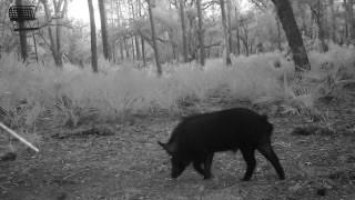 Homes for sale in Venus, FL | 641 Sheppard Rd, Venus, FL 33960 | MLS# F10491893