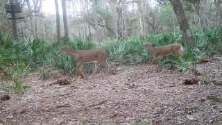 Homes for sale in Venus, FL | 641 Sheppard Rd, Venus, FL 33960 | MLS# F10491893