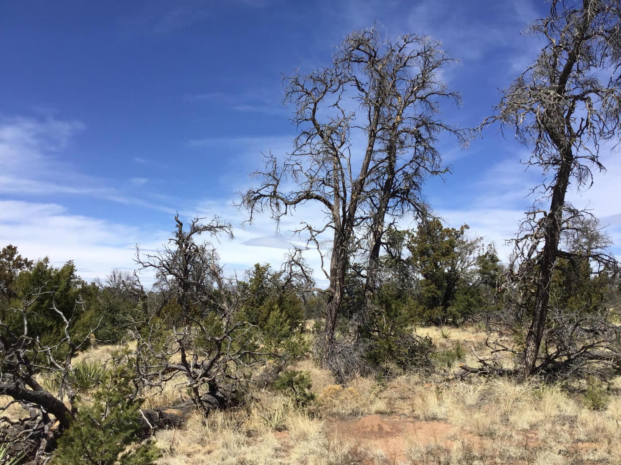 Homes for sale in Ramah, NM | Lot 651 Gabe Rd, Ramah, NM 87321 | MLS# 1080382