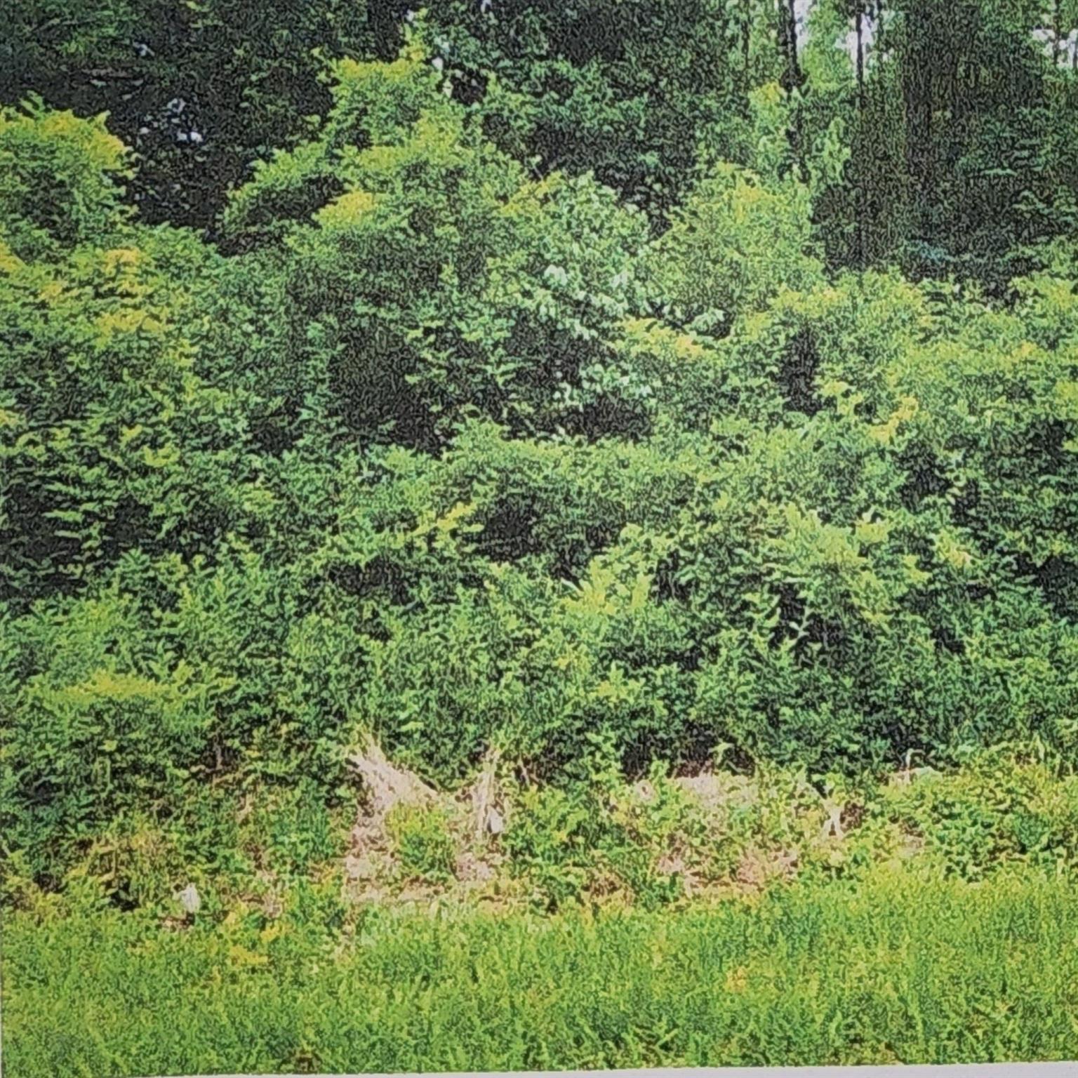 Homes for sale in Tallahassee, FL | Xxxx Fairbanks Ferry, Tallahassee, FL 32312 | MLS# F10494695