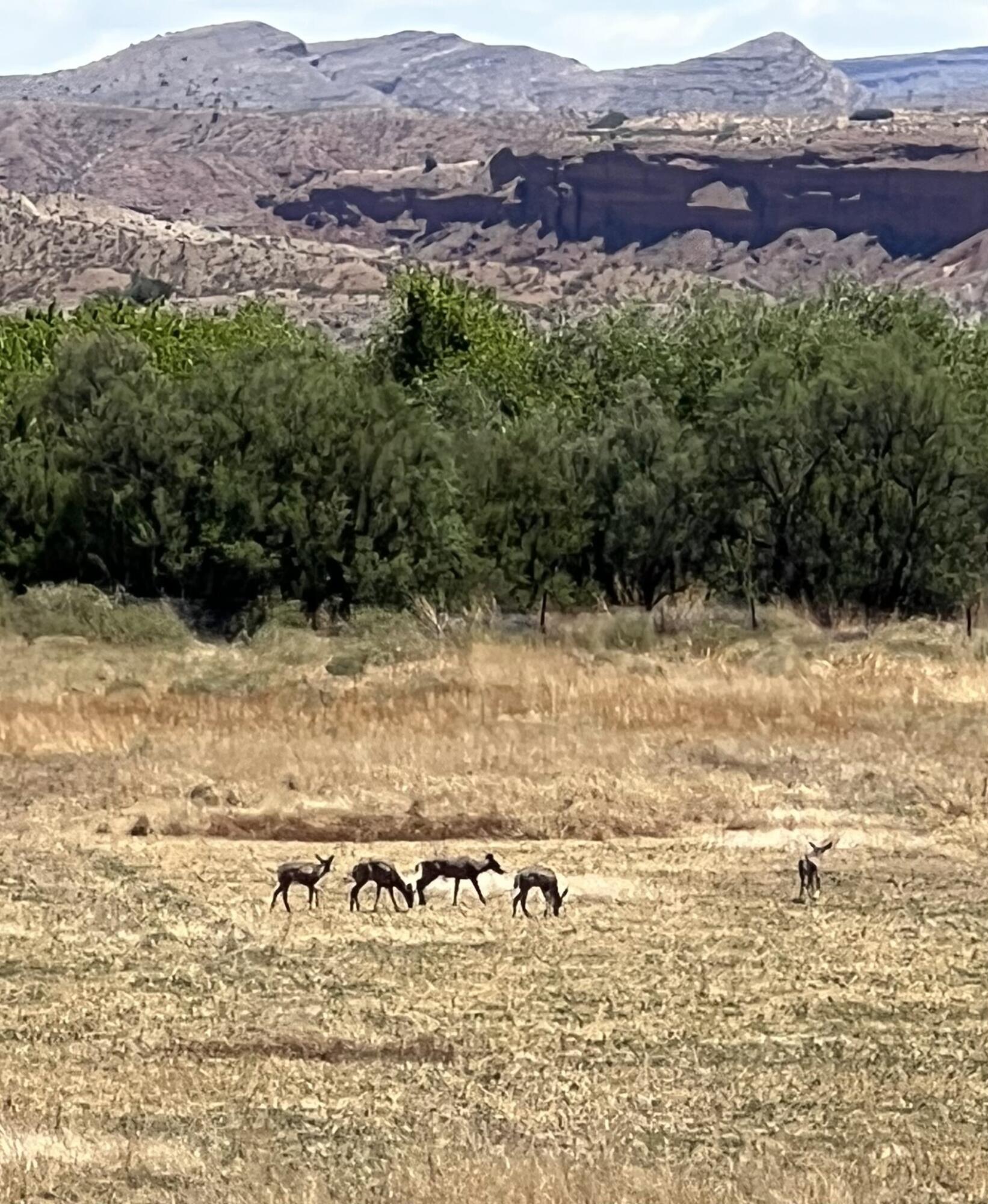 Homes for sale in Lemitar, NM | Lemitar Farm, Lemitar, NM 87823 | MLS# 1081410